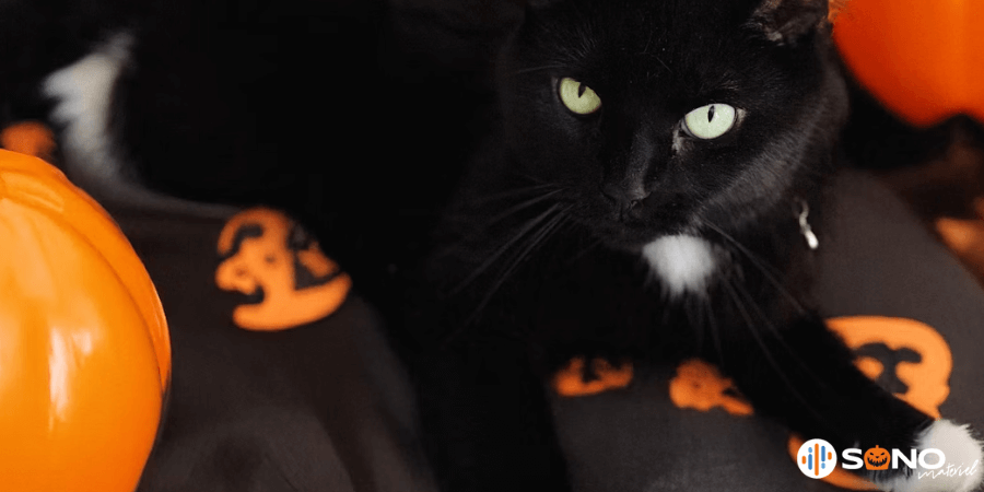 Un chat noir allongé avec des décorations Halloween citrouille